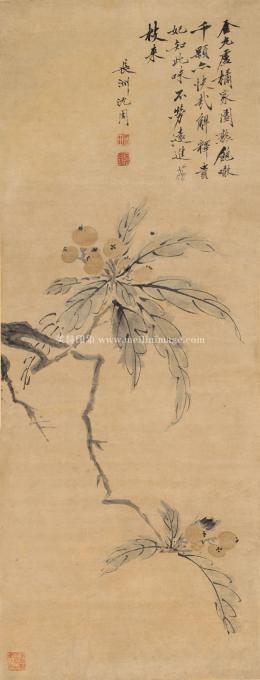 沈周-枇杷图-纸本-38x100cm